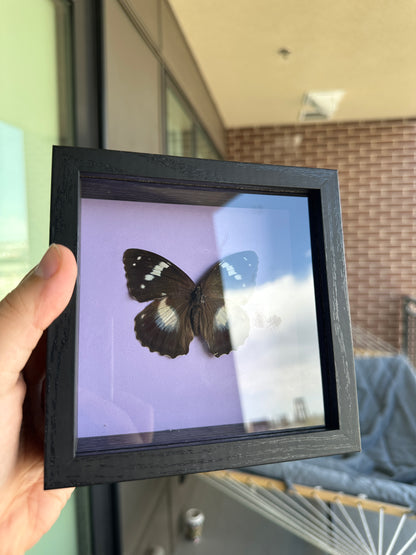 Framed Butterfly - Mimathyma Schrenckii Butterfly