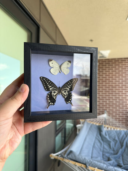 Framed Butterfly - Pieris Rapae & Papilio Xuthus butterfly