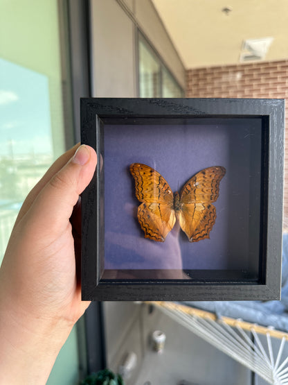 Framed Butterfly - Orange Vindula Erota butterfly