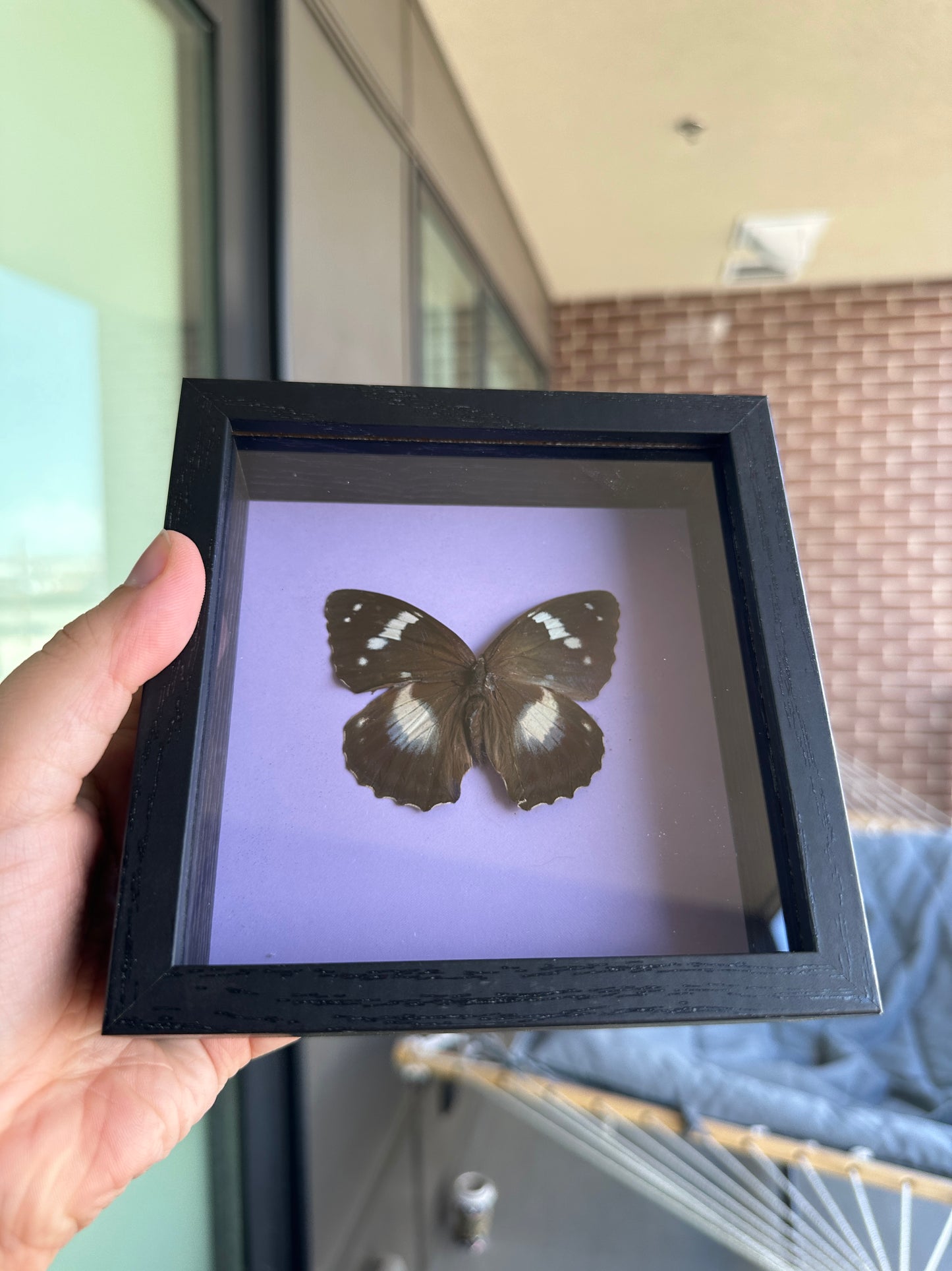 Framed Butterfly - Mimathyma Schrenckii Butterfly