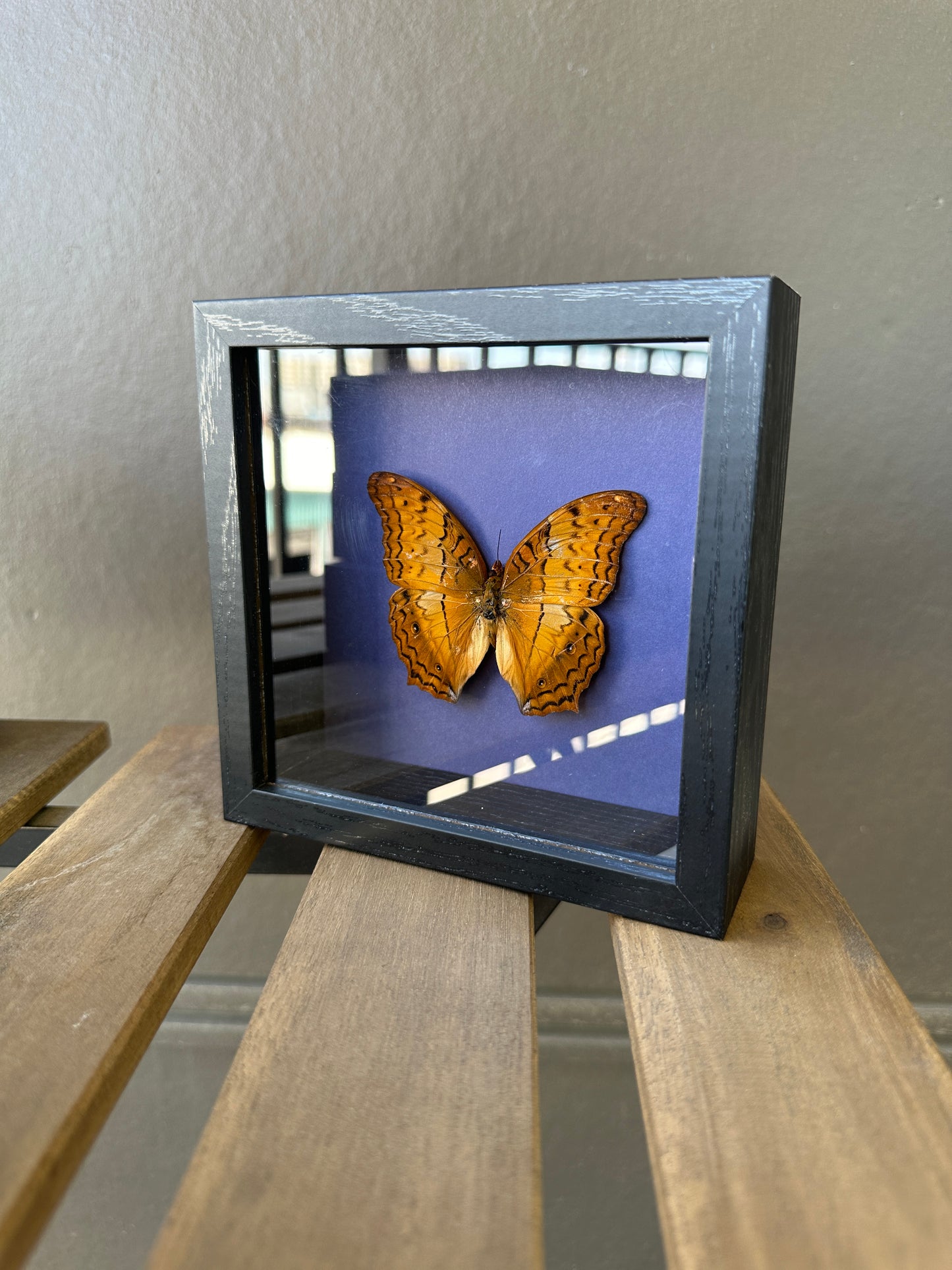 Framed Butterfly - Orange Vindula Erota butterfly