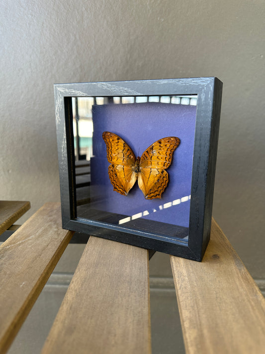 Framed Butterfly - Orange Vindula Erota butterfly