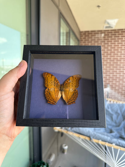 Framed Butterfly - Orange Vindula Erota butterfly