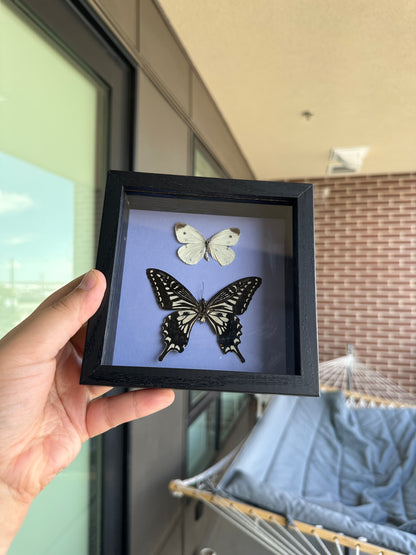 Framed Butterfly - Pieris Rapae & Papilio Xuthus butterfly