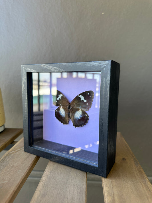 Framed Butterfly - Mimathyma Schrenckii Butterfly