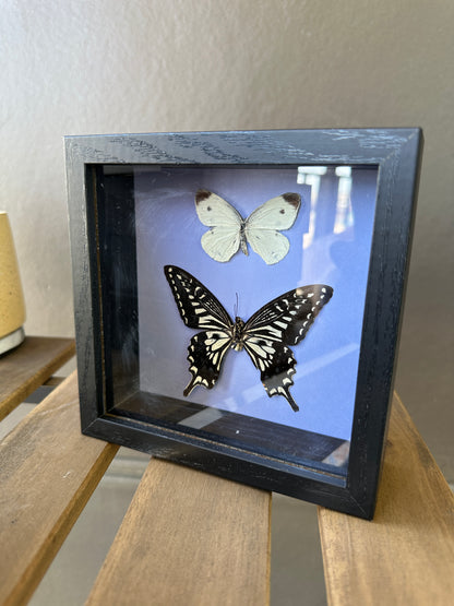 Framed Butterfly - Pieris Rapae & Papilio Xuthus butterfly